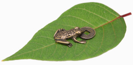 Żabka Mosiężna Średnia Z Monetą Wzór II - Na Pomnażanie Pieniędzy