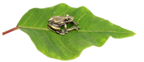 Żabka Mosiężna Na Pomnażanie Pieniędzy ZŁOTA